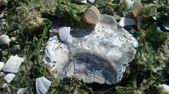 Spotting Image 1