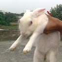 Rabit