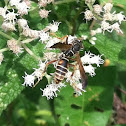 Wasp