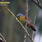 Little Green Pigeon