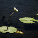White Lotus