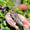 Grasshopper