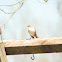 Northern Mockingbird