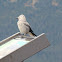 Clark's Nutcracker