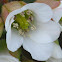Silver Light Bergenia