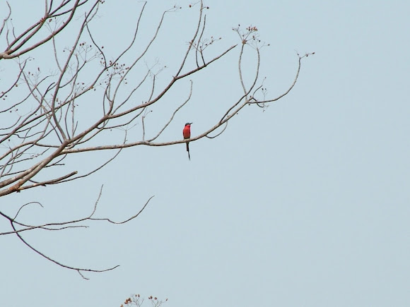 Spotting Image 1
