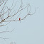 Carmine Bee-eater