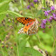 Gulf Fritillary (Passion Butterfly)