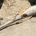 Garr Skull