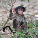 Baboon
