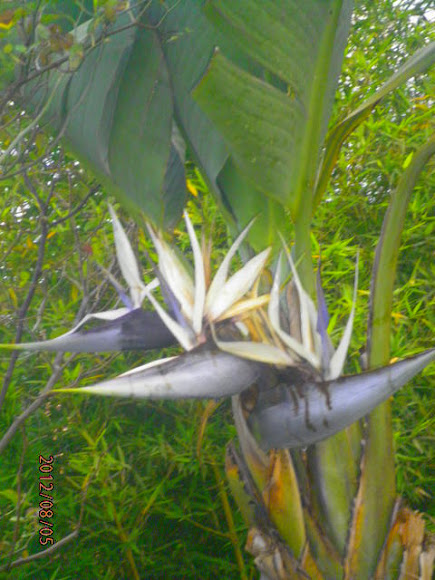 Spotting Image 1