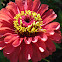 Zinnias