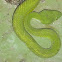 Green pit viper