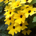 Sunny Lemon Star
