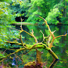 Wexford Lake