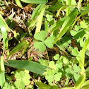 Clover