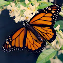 Monarch Butterfly