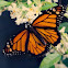Monarch Butterfly