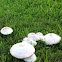Green-spored Parasol