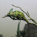 Veiled Chameleon