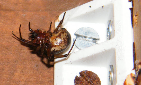Spotting Image 1