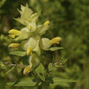 Yellow rattle, Zottiger Klappertopf