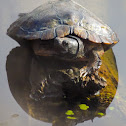 Red-eared slider