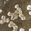 Barnacle