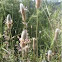 Plantago