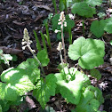 Foamflower