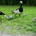 Barnacle Goose