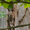 Snakeskin from a Black Rat Snake