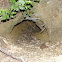 Badgers burrows