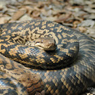 Amethystine Python