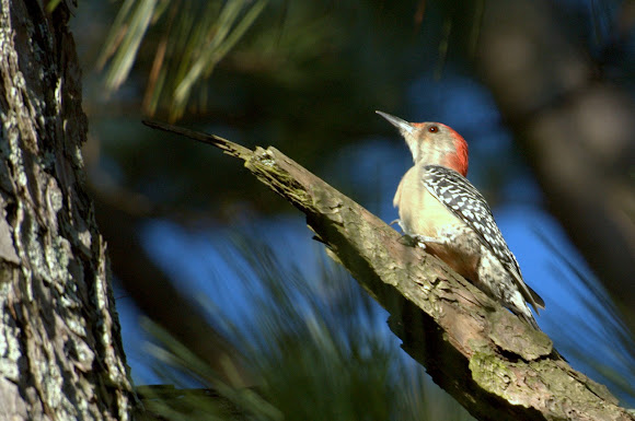 Spotting Image 1