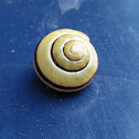 grove snail