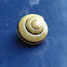 grove snail