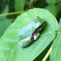 Gray tree frog