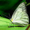 Striped Albatross butterfly