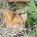 Variegated Fritillary Butterfly