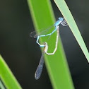 Damselfly