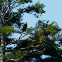 Bald eagle