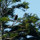 Bald eagle