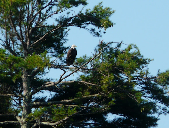 Spotting Image 1