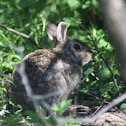 Cottontail Rabbit