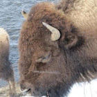 American Bison