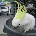Sulphur Crested Cockatoos