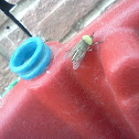 Striped Horse Fly (Male)