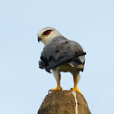 Black Shouldered Kite
