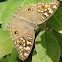 Lemon Pansy